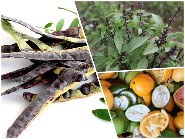 Thảo dược tự nhiên giúp giảm rụng tóc an toàn tại nhà